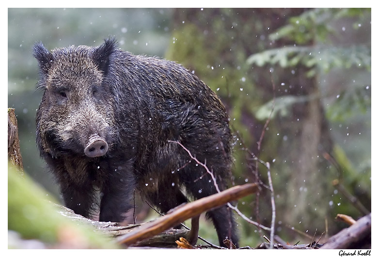  Image name: 00_23 Cinghiale.jpg 
 width: 782 pixel 
 height: 531 pixel 
 Size: 158307 bytes 
 Click to enlarge 